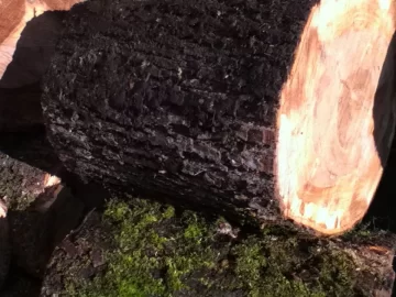 [Hearth.com] Newbie with some questions and tree ID
