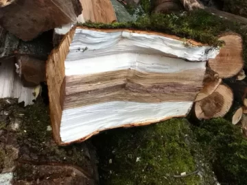 [Hearth.com] Newbie with some questions and tree ID