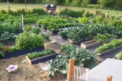 [Hearth.com] Greenhouse update pics