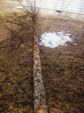 [Hearth.com] My new chainsaw's first job