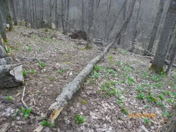 [Hearth.com] Mother Nature Gives Again