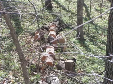 [Hearth.com] Good Start on cleanup of deadfall & a few snags at parent's acreage today