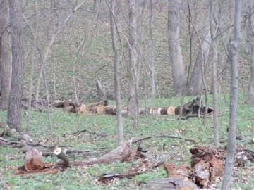 [Hearth.com] Good Start on cleanup of deadfall & a few snags at parent's acreage today