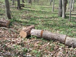 Good Start on cleanup of deadfall & a few snags at parent's acreage today