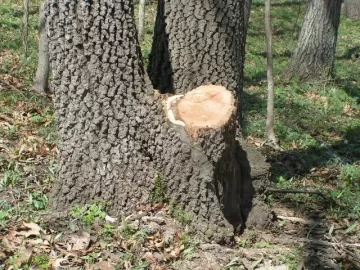 [Hearth.com] Good Start on cleanup of deadfall & a few snags at parent's acreage today