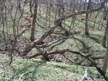 [Hearth.com] Good Start on cleanup of deadfall & a few snags at parent's acreage today