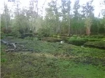[Hearth.com] Natural Swim Ponds