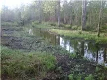 [Hearth.com] Natural Swim Ponds
