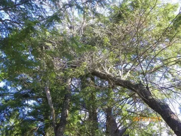 [Hearth.com] Uprooted/Leaner/Hung Up Cherry Down!