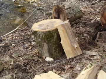 [Hearth.com] wood id