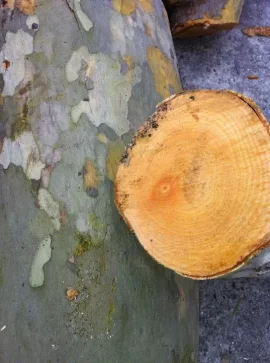 [Hearth.com] Tree service score and ID please