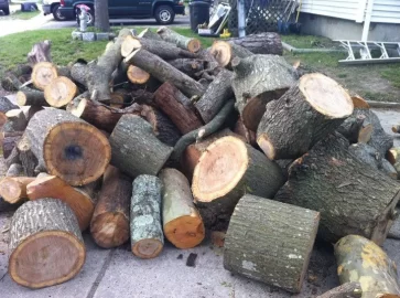 [Hearth.com] Tree service score and ID please