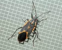 [Hearth.com] Got good heat and low ash burning Stink Bugs
