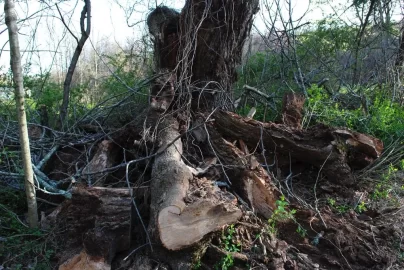 [Hearth.com] That old ash tree