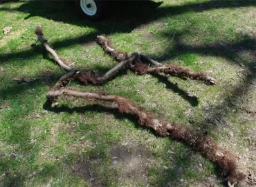[Hearth.com] That old ash tree