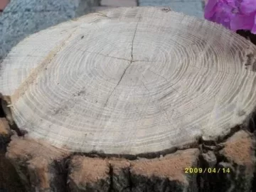 [Hearth.com] Wood Id Please?  Better Picture.