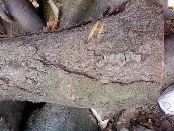 [Hearth.com] Wood ID... I think I know...