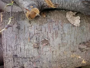 [Hearth.com] Wood ID... I think I know...