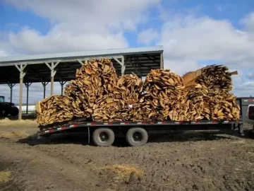 [Hearth.com] Hardmaple Slabs!