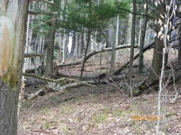 [Hearth.com] Beech off the Hill!