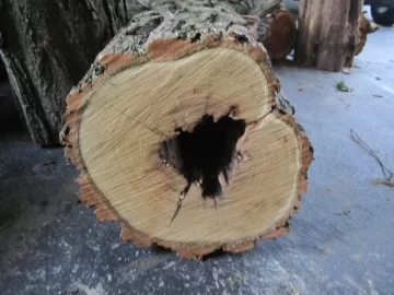 [Hearth.com] Y'all have RUINED me!!! - UPDATED WOOD ID?!