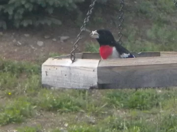 [Hearth.com] Rose Grosbeak