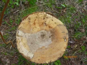 [Hearth.com] Wood I.D.