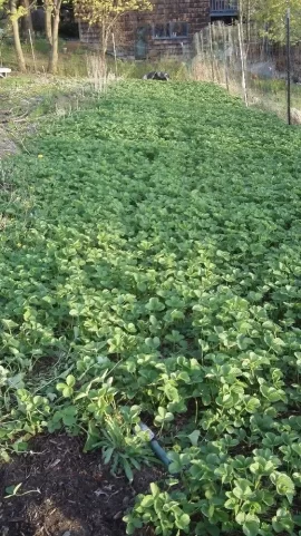 [Hearth.com] New Strawberry bed