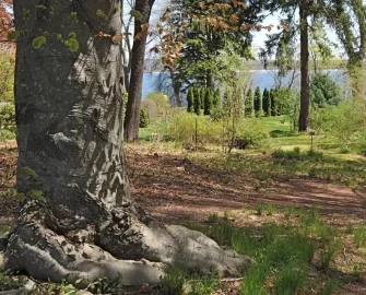 [Hearth.com] The personality of trees....