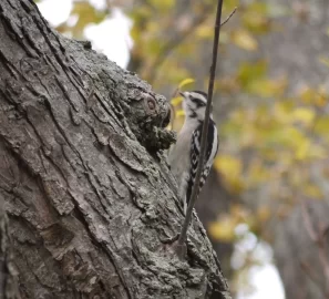 [Hearth.com] The personality of trees....