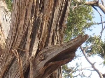 [Hearth.com] The personality of trees....