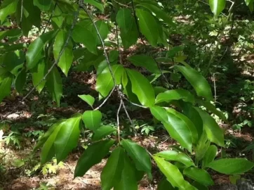 [Hearth.com] A tree ID