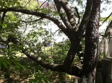 [Hearth.com] A tree ID