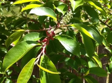 [Hearth.com] A tree ID