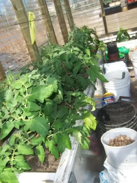 [Hearth.com] Greenhouse update pics