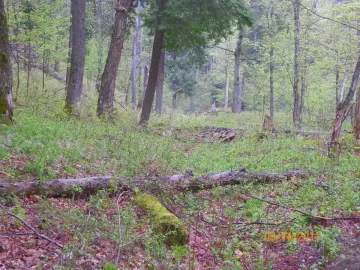 [Hearth.com] Trail Cleared & some wood brought out.