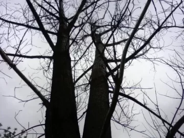 [Hearth.com] Id the tree please