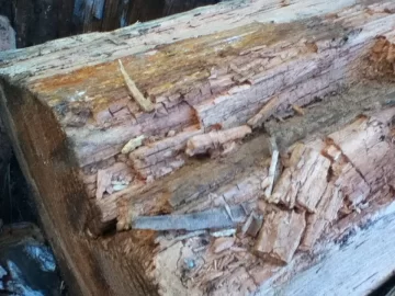 [Hearth.com] Buggy wood:: Trash it or Salvage?