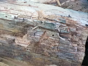 [Hearth.com] Buggy wood:: Trash it or Salvage?