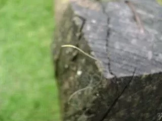 [Hearth.com] What is this bug? or is it something else?