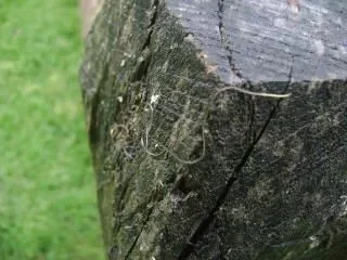 [Hearth.com] What is this bug? or is it something else?