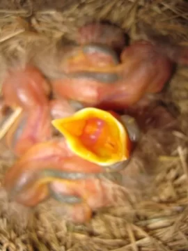[Hearth.com] eggsland best