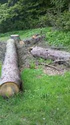 Are these logs worth milling?