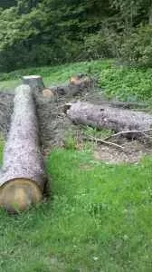[Hearth.com] Are these logs worth milling?
