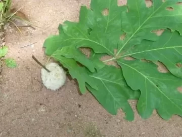 [Hearth.com] ID this thing that grew on my white oak
