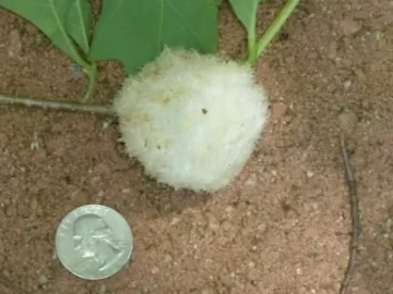 [Hearth.com] ID this thing that grew on my white oak