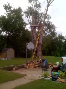 [Hearth.com] Silver maple.... never burned it but it's free and there's lots of it