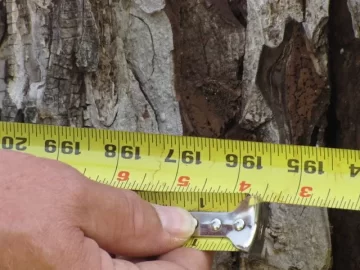[Hearth.com] Tree Down