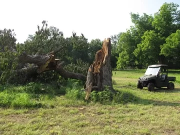 [Hearth.com] Tree Down