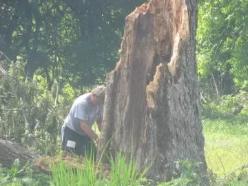[Hearth.com] Tree Down
